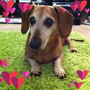 Meet your Posher, Paulina